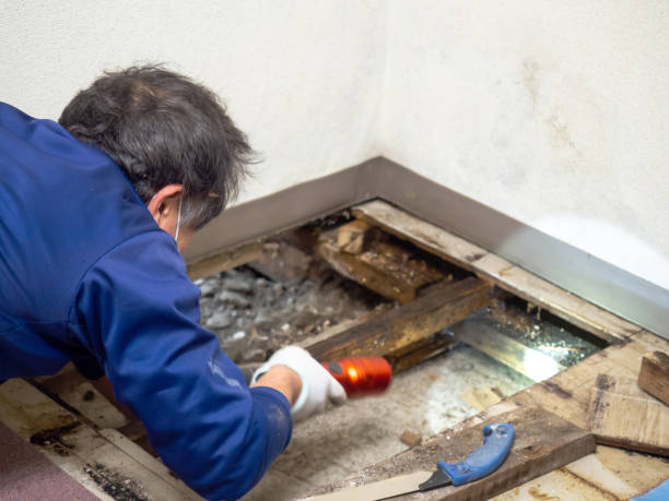 Mold Removal and Inspection in Lamar, AR