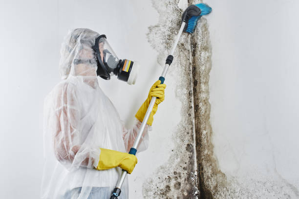 Best Attic Mold Removal  in Lam, AR
