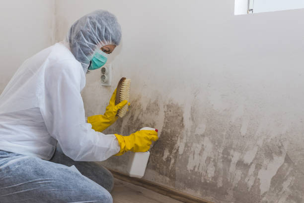 Best Mold Removal Process  in Lam, AR